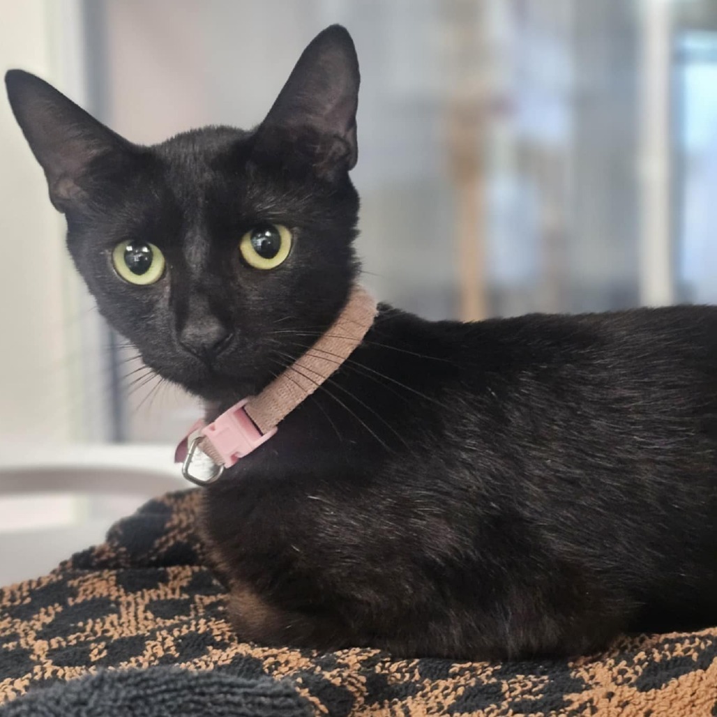 Stella