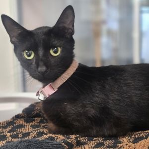 Stella, Adult Female Domestic Short Hair