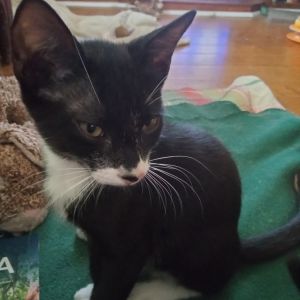 Jett, Baby Male Domestic Short Hair