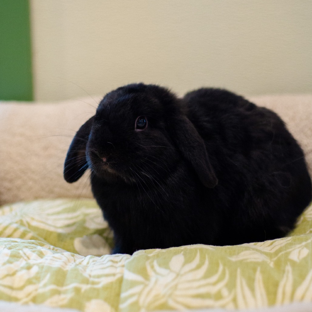 Mortimer
