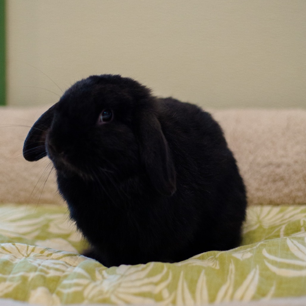 Mortimer