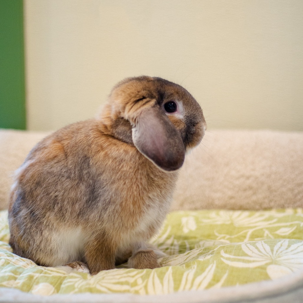 Squeak