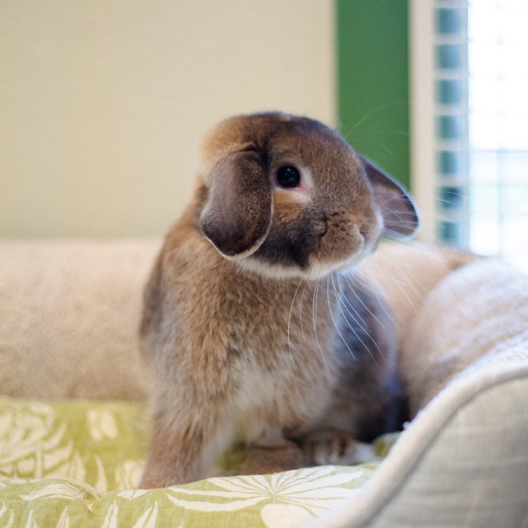Squeak