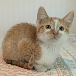 Ginny, Baby Female Domestic Short Hair
