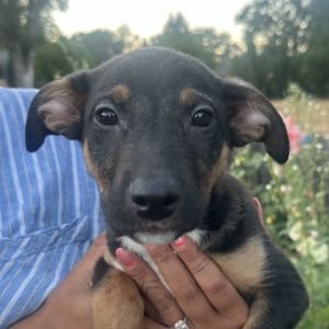 Peter, Baby Male Mixed Breed