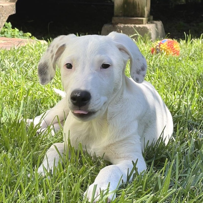 Seamus