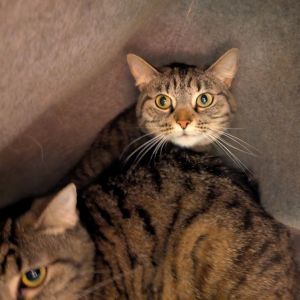 Freya and Hyacynth, Adult Female Domestic Short Hair
