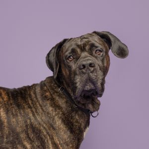 Rocketman, Adult Male Mixed Breed
