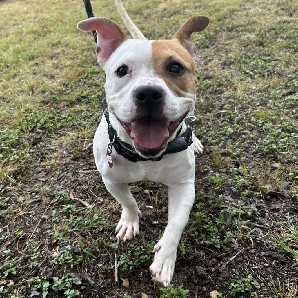 Bianca
