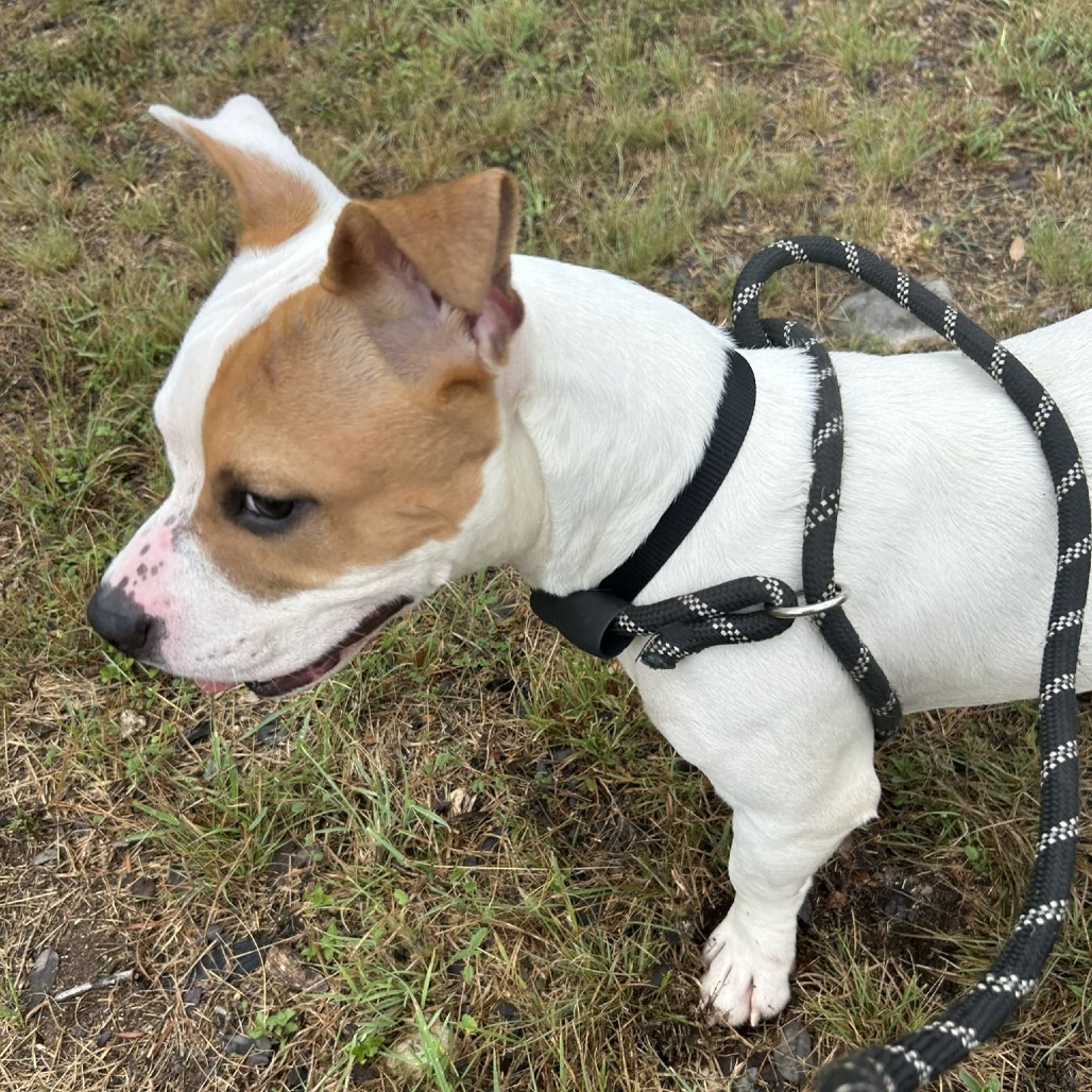Bianca