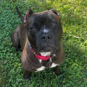 Luna, Adult Female American Bulldog