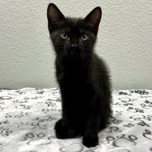 Brie, Baby Male Domestic Short Hair
