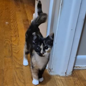 Tata, Baby Female Domestic Short Hair