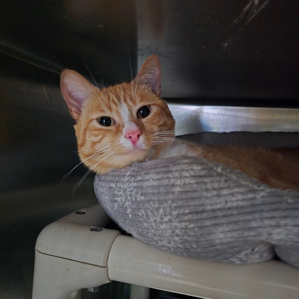 Garfield