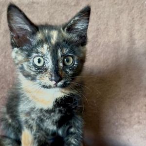 Skitty Domestic Short Hair Cat