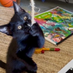 Litten Domestic Short Hair Cat