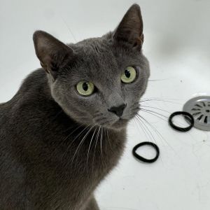 Roxy Russian Blue Cat