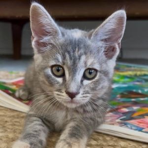 Delcatty Domestic Short Hair Cat