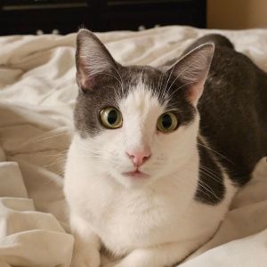 Zack Domestic Short Hair Cat