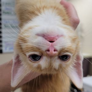 Fanta, Baby Male Domestic Short Hair