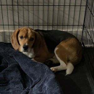 Bustopher Jones, Adult Male Beagle
