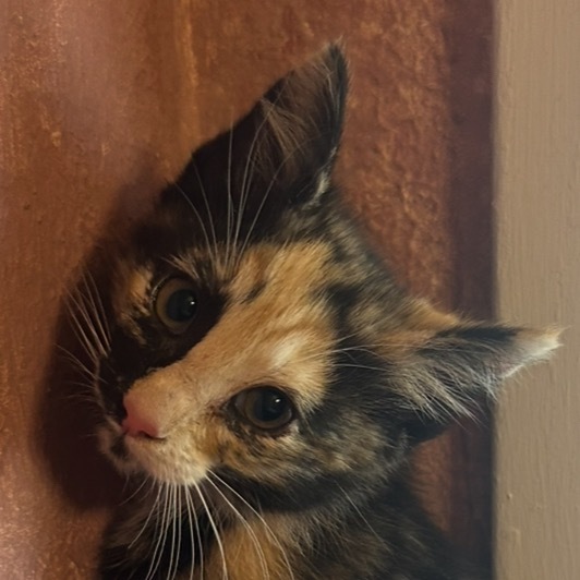 Darla 1