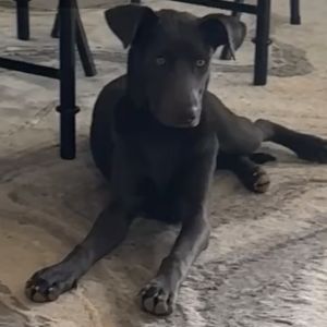 Cletus, Young Male Black Labrador Retriever