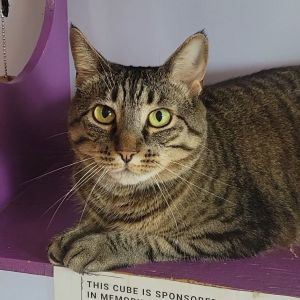 Azalea - Lap Cat