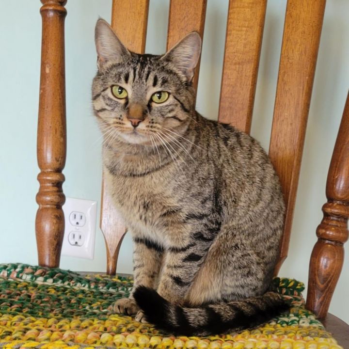 Azalea - Lap Cat 2