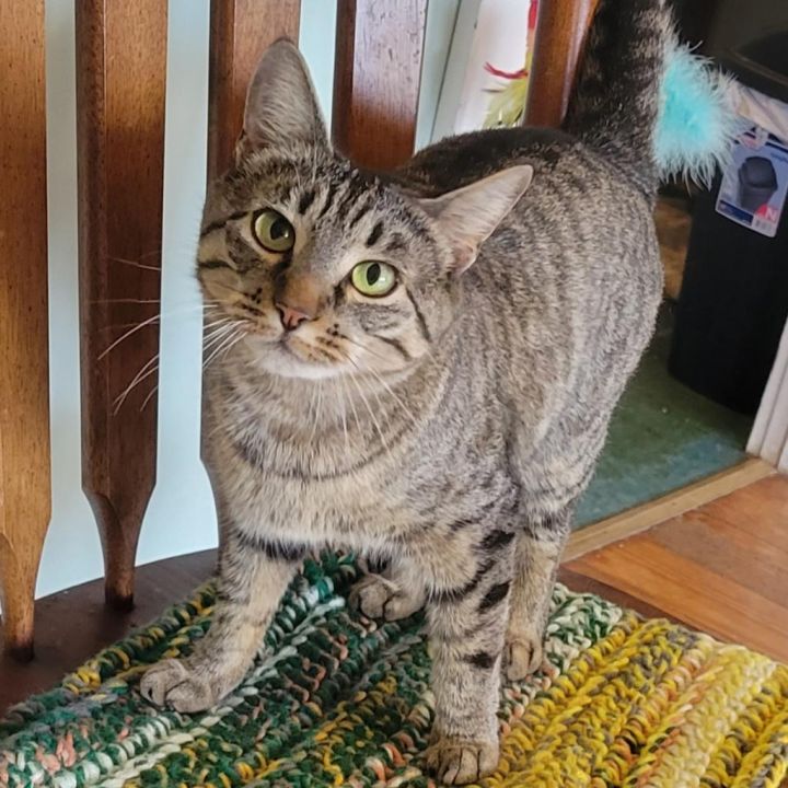 Azalea - Lap Cat 3
