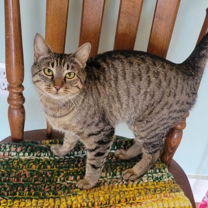 Azalea - Lap Cat 5