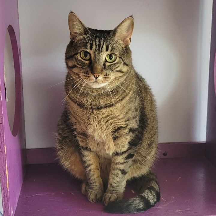 Azalea - Lap Cat 6