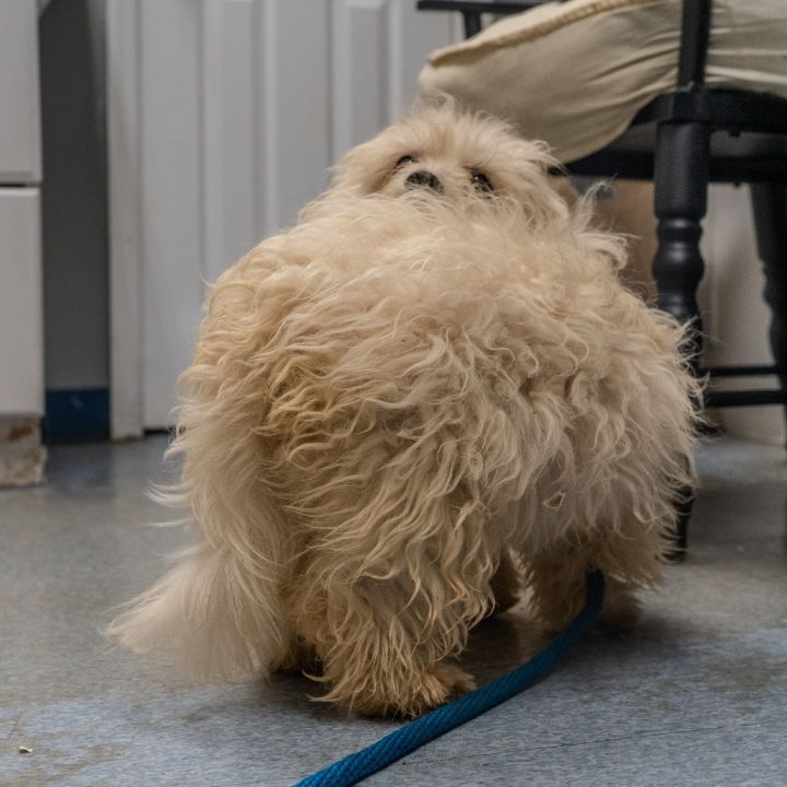 coton 3