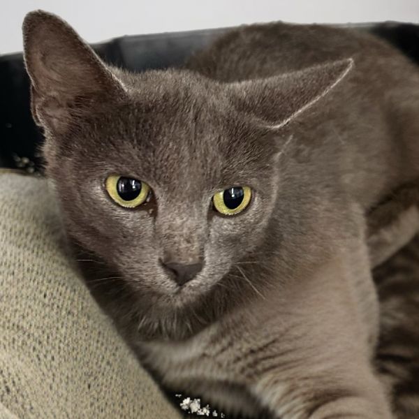 Pet Image