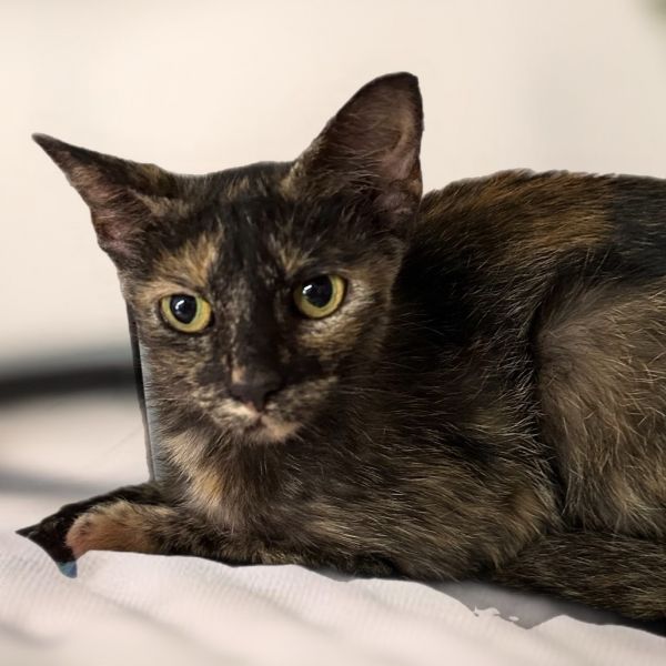 Pet Image
