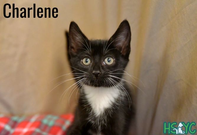 Charlene