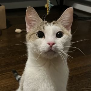 Bebe