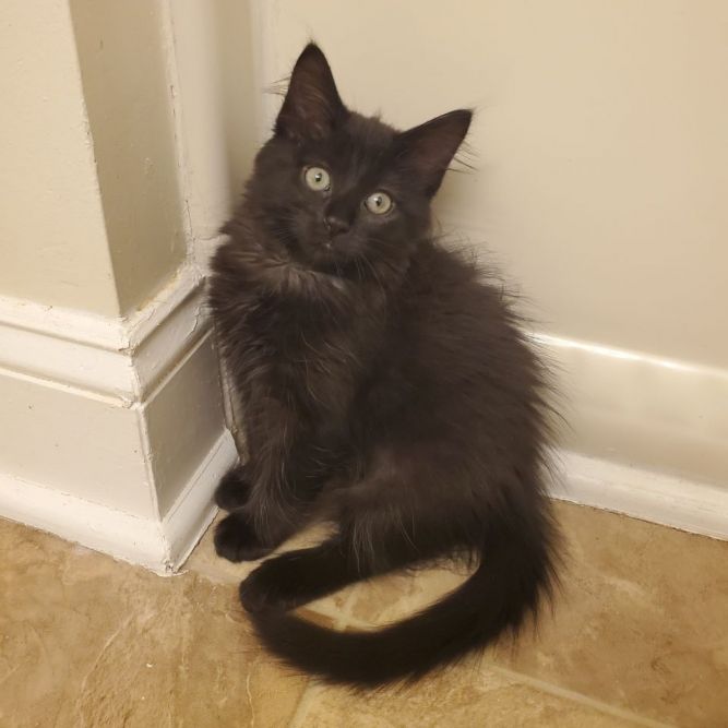 Daphne