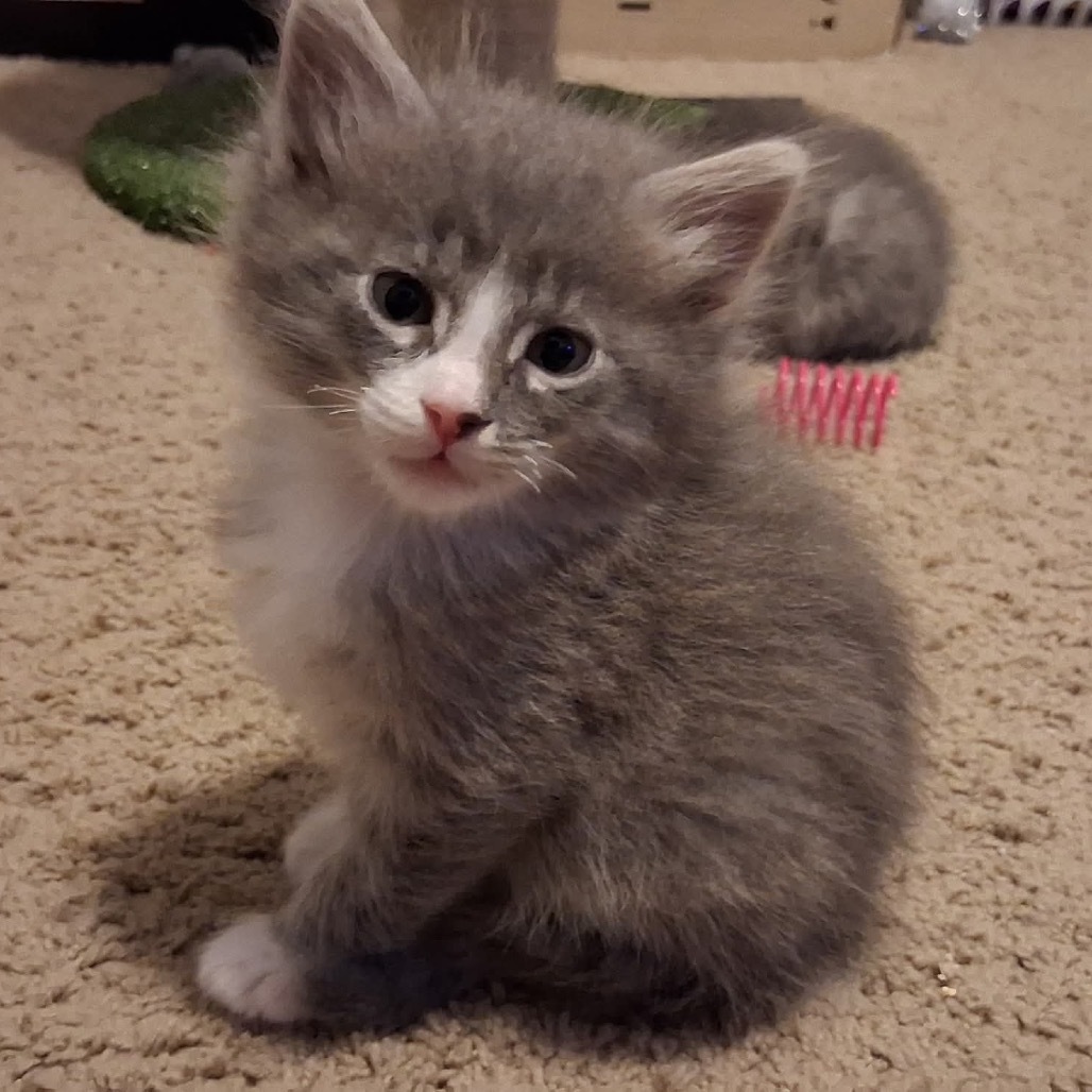 Jasper