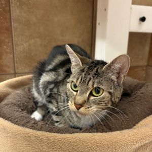 Pickles Domestic Short Hair Cat