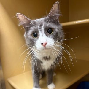 Angel Domestic Long Hair Cat