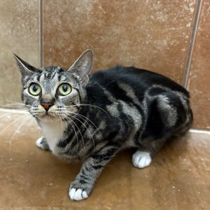 Freya Domestic Short Hair Cat