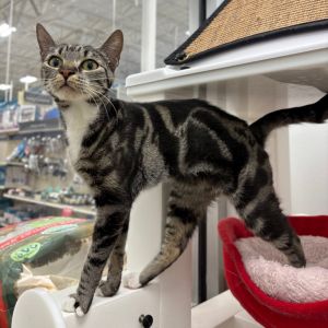 Freya Domestic Short Hair Cat