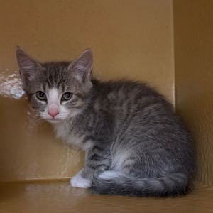Charlie Domestic Short Hair Cat