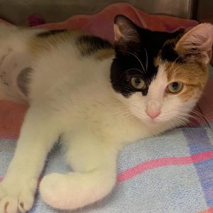 Lori, Adult Female Domestic Short Hair