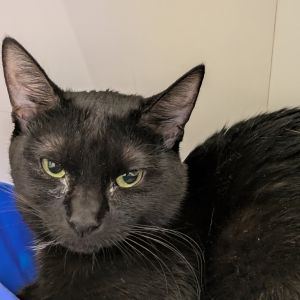 Rollie-Pollie, Young Female Domestic Short Hair