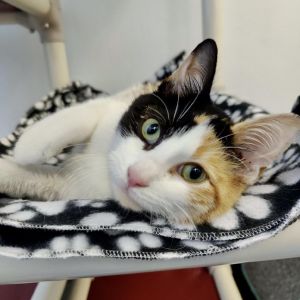 If youre interested in this cutie you must click Apply for Adoption to submit an online applicat
