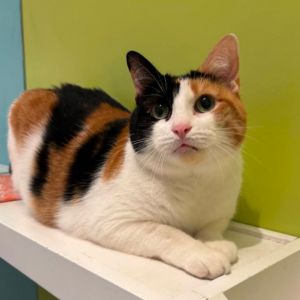 Lori is a sweet and gentle girl who is a recent arrival here at Bideawee She enjoys playing with he