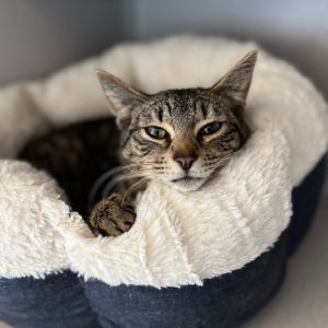 Tigger, Adult Male Domestic Short Hair