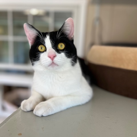 Pistachio